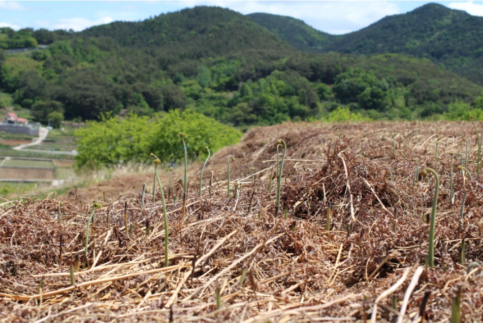 고사리 밭.PNG