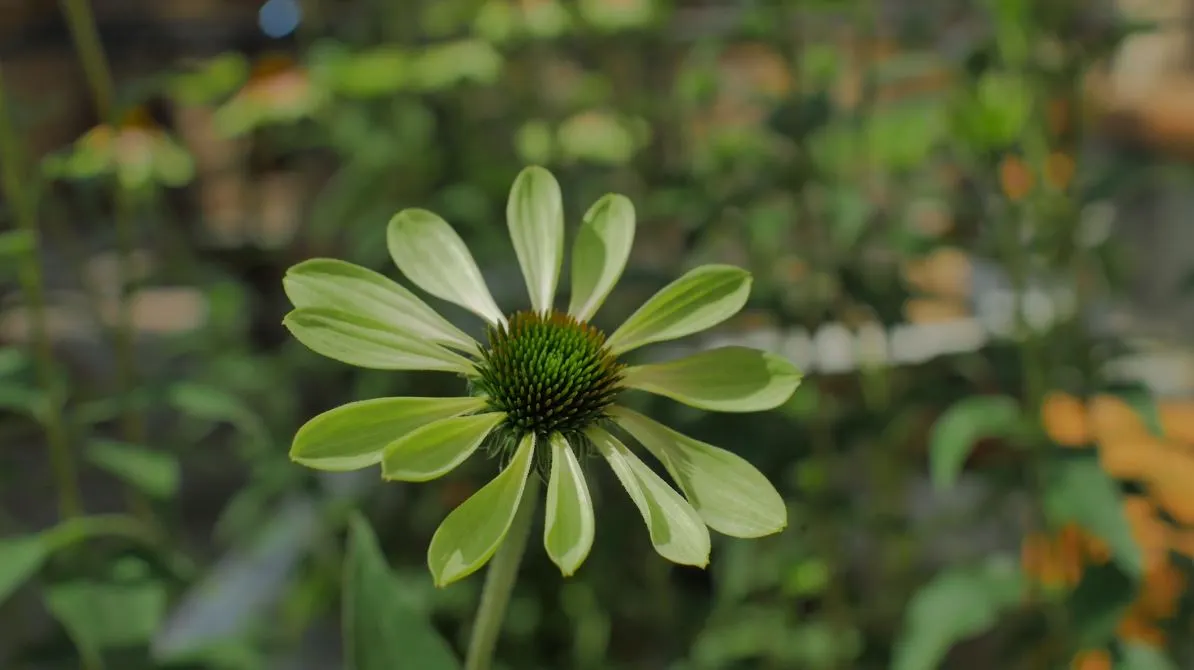 Farmacy_Green Echinacea.JPG