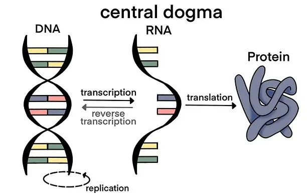 central dogma.JPG