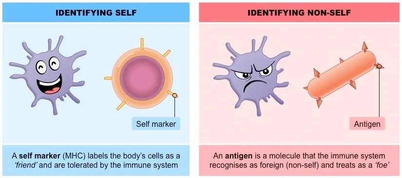 self_nonself.PNG