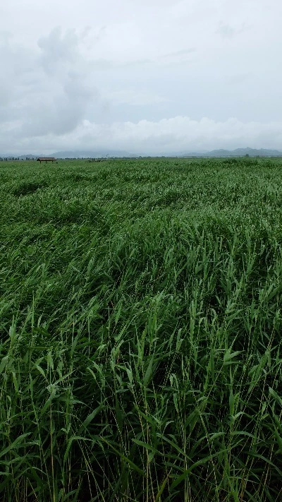 image_5330021171469292084678.jpg?type=w966