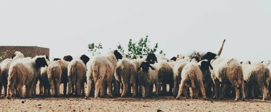 image_9079243541472741475478.jpg?type=w773