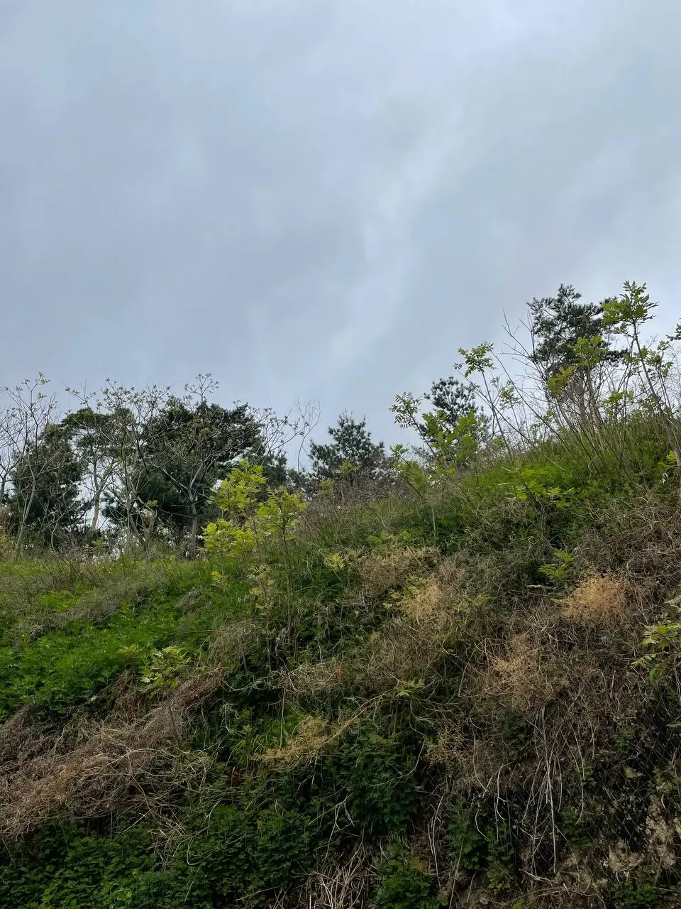 photo_2021-05-01 07.54.00.jpeg