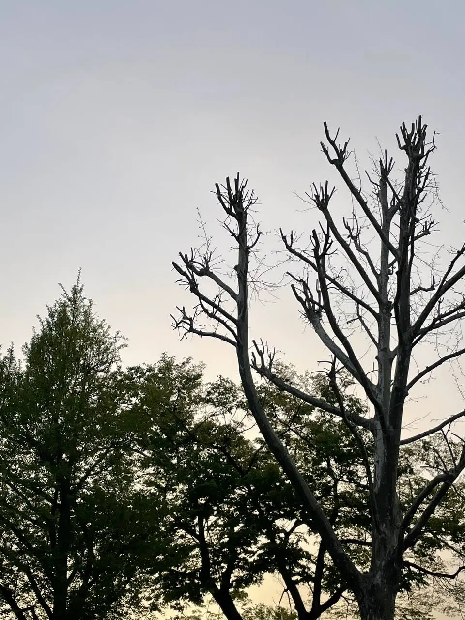 photo_2021-04-17 09.44.41.jpeg