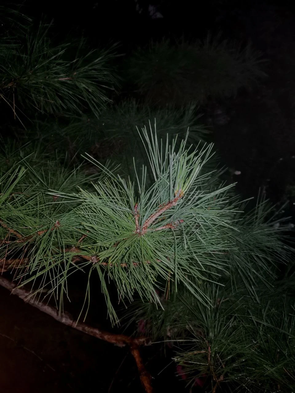 photo_2020-09-12 06.51.16.jpeg