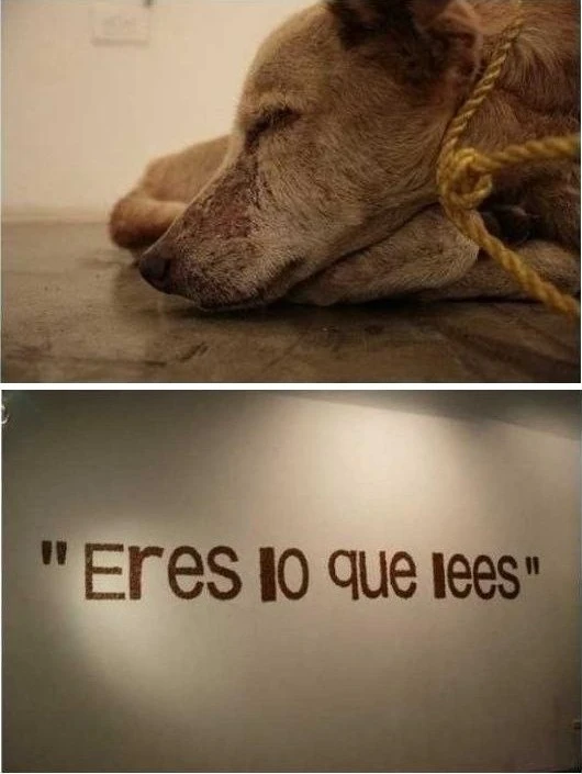 굶어죽은 개.JPG