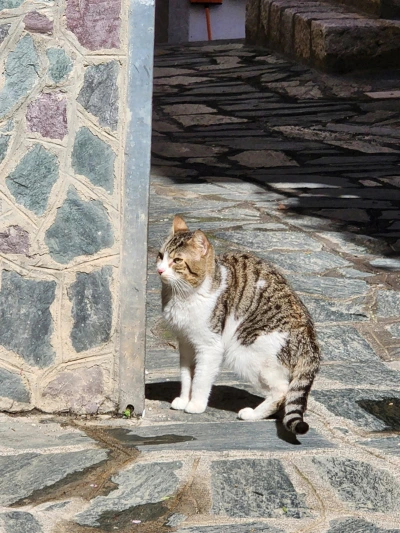 SE-031f44a0-5e2f-4205-aec3-547bddfcd8c4.jpg?type=w966