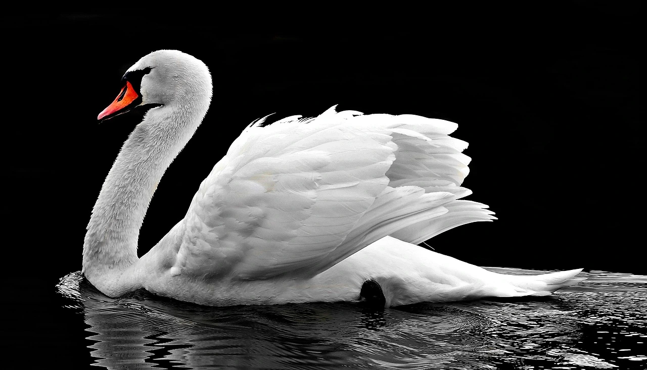 swan-g7283ac413_1920.jpeg