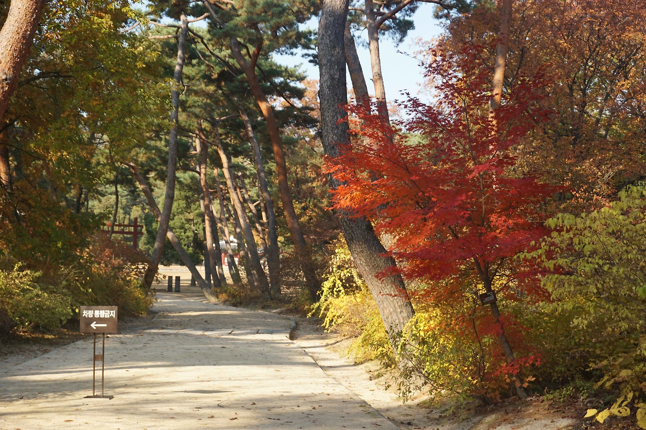 태릉입구 반겨주는 단풍.JPG