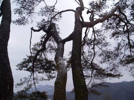 246F9F46580DA67A374F04