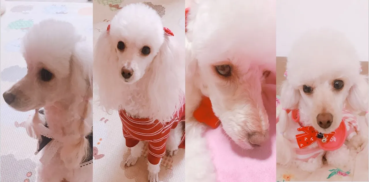 (190502)_알알이 얼굴 클로즈업_눈물자국 없음 확인 용.JPG