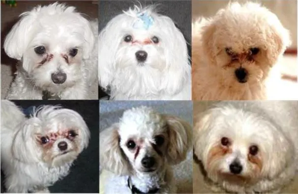 (190502)_눈물자국 있는 강아지들.JPG