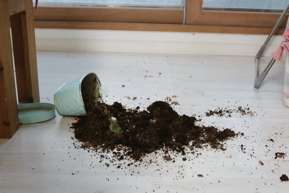 image_2340397721493345619518.jpg?type=w966