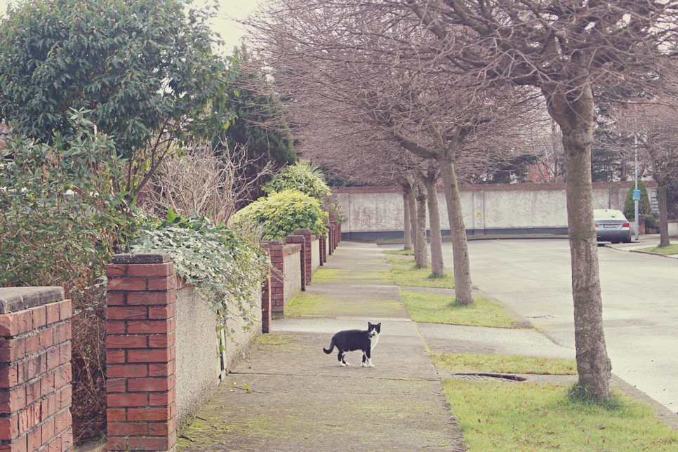 IMG_5215.png?type=w966