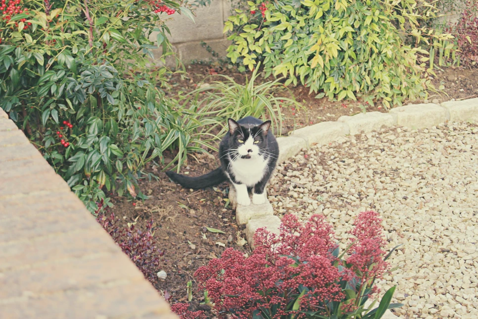 IMG_5213.png?type=w966