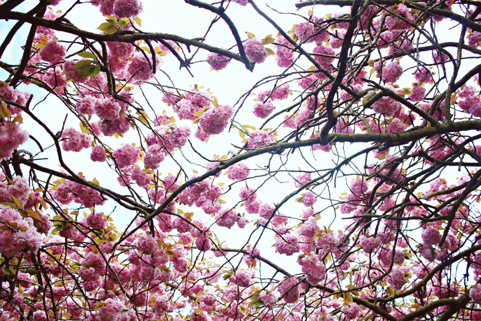 editIMG_0996.png?type=w966