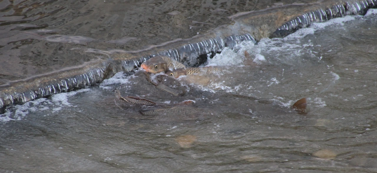 알을 낳기 위해 부용천을 거슬러 오르는 잉어들.JPG
