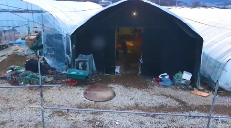 1. 채소가 있어야 될 비닐하우스에 사람이 살고 있었다. (출처 단비뉴스 “주거 사각지대에서 만난 이방인들” 영상 중 일부)).JPG