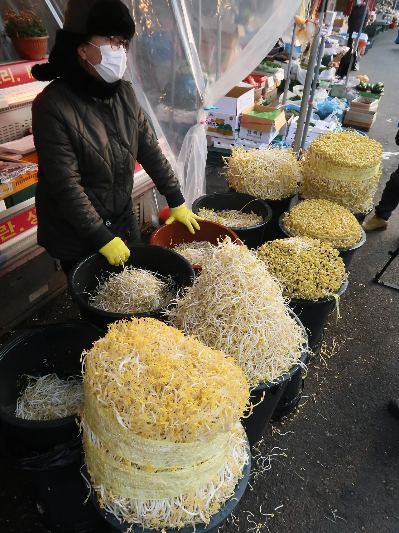 다양한 종류의 콩나물.JPG