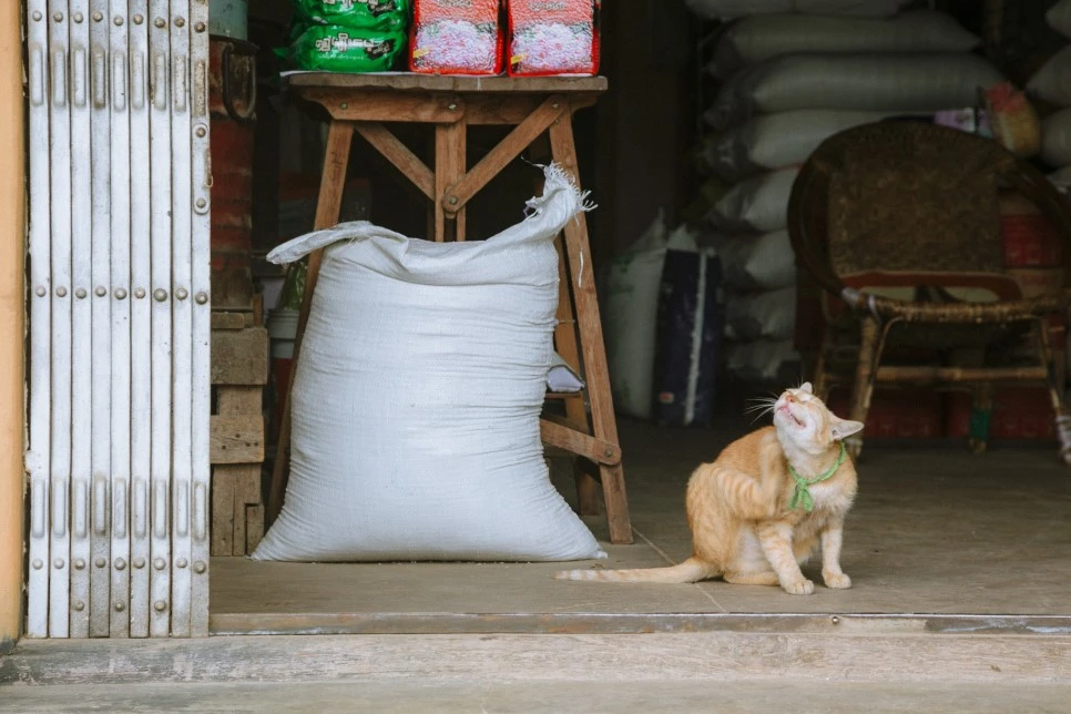 IMG_5065.jpg?type=w966