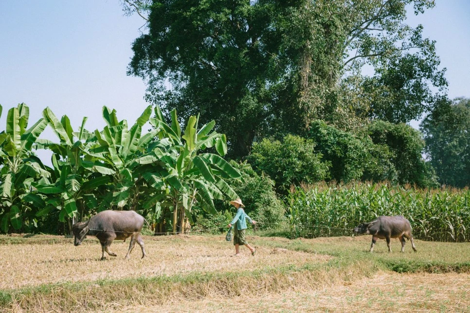 IMG_0644.jpg?type=w966