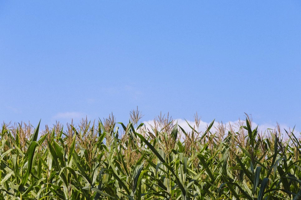 12-%EB%9D%A0%EB%B3%B4-1.jpg?type=w966