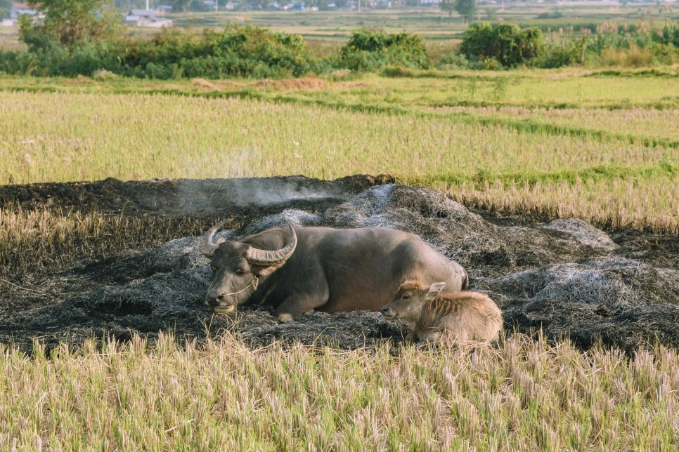 IMG_4261.jpg?type=w966