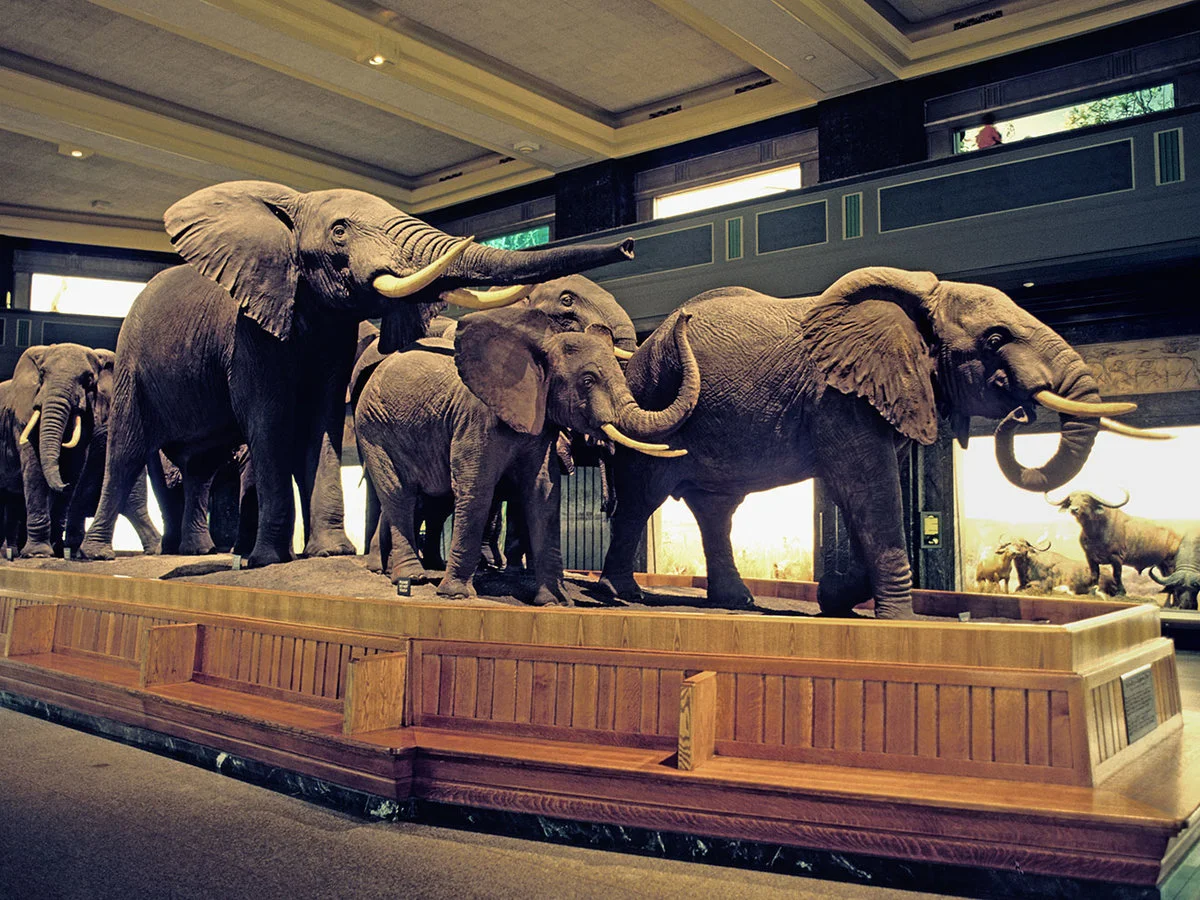 image?url=https%3A%2F%2Fcdn-image.travelandleisure.com%2Fsites%2Fdefault%2Ffiles%2Fstyles%2Fmedium_2x%2Fpublic%2F1443199285%2FNYC0915-natural-history-museum.jpg%3Fitok%3DyxZ2vw1D&amp;c=sc&amp;poi=face&amp;q=85