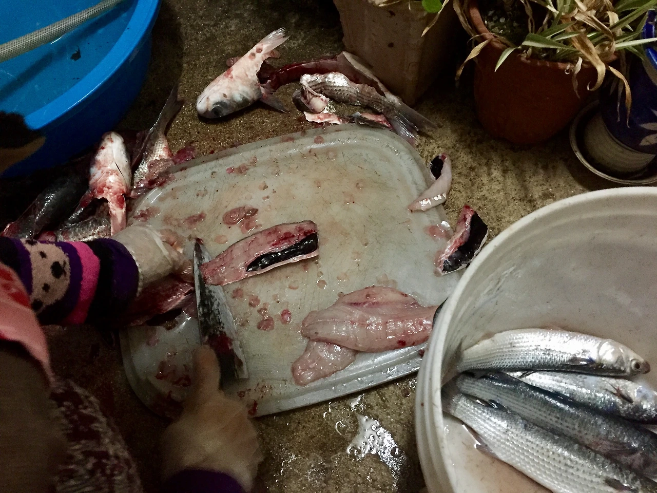 IMG_4133 (편집됨).JPG