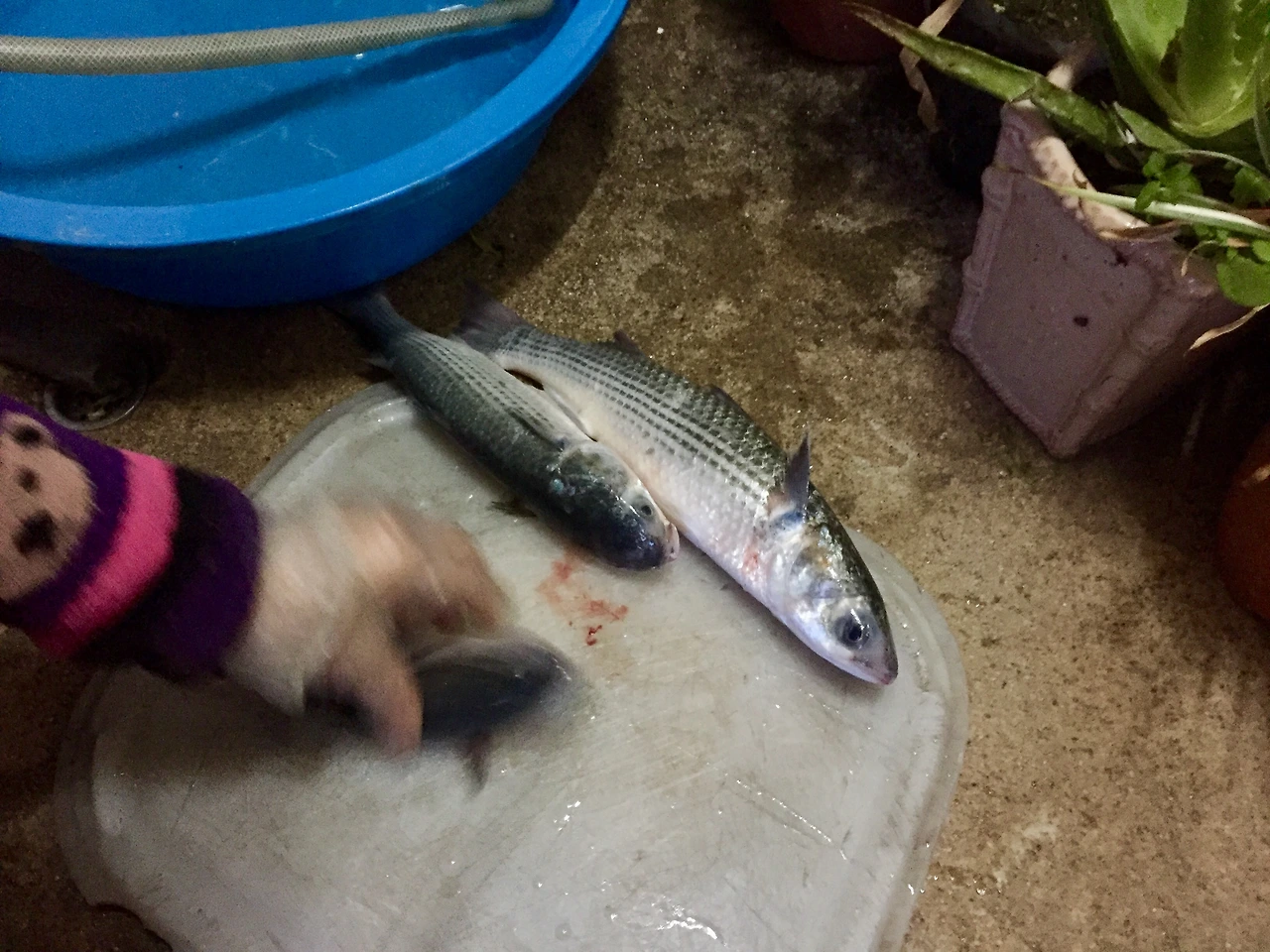 IMG_4130 (편집됨).JPG