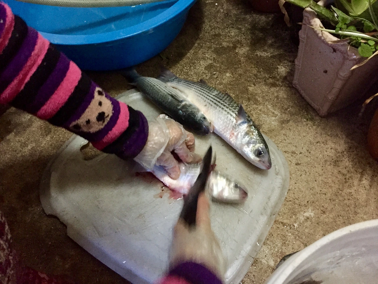 IMG_4131 (편집됨).JPG