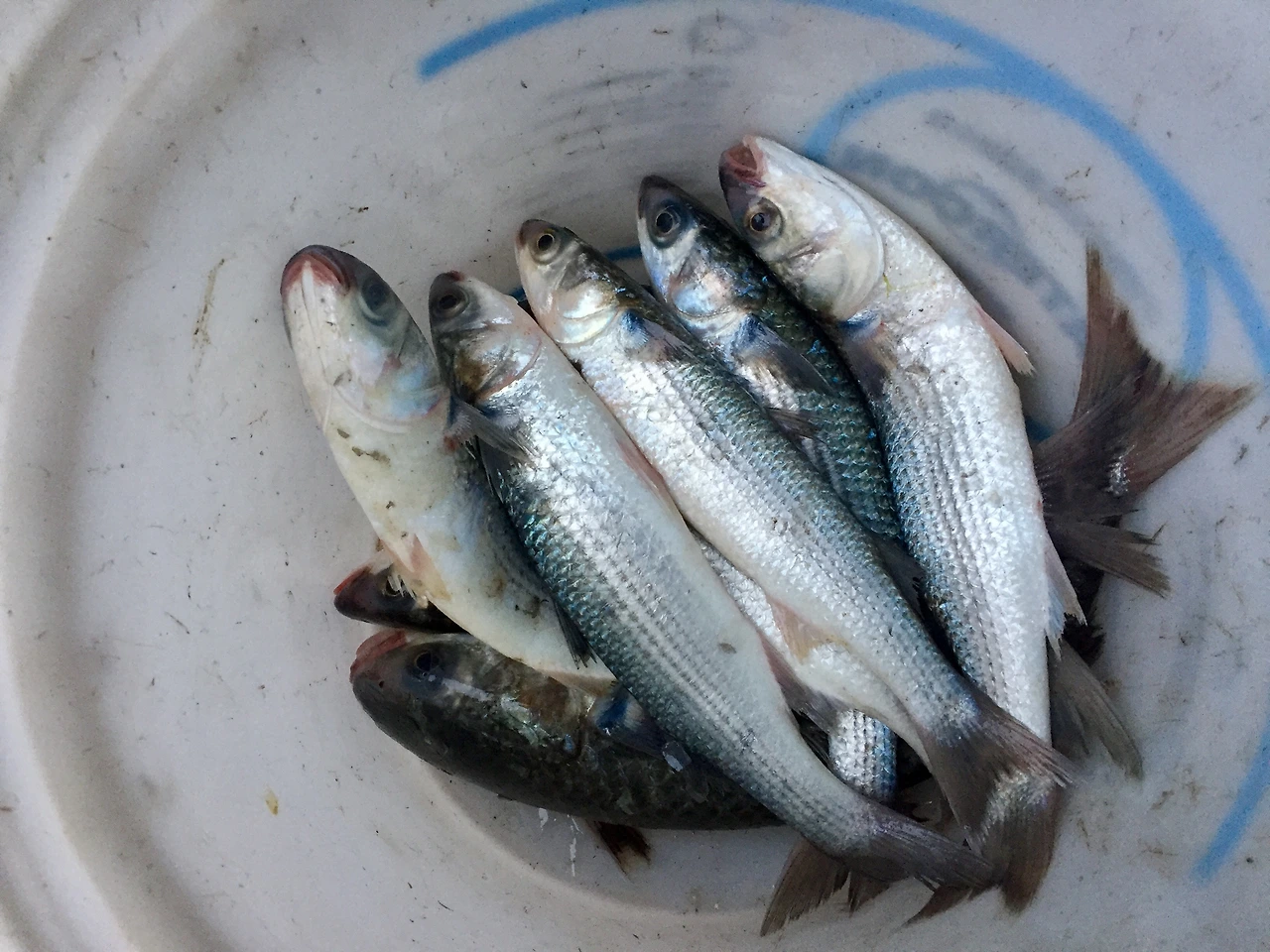 IMG_4129 (편집됨).JPG