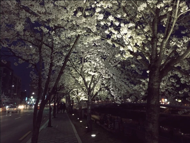 불광천 벚꽃.PNG