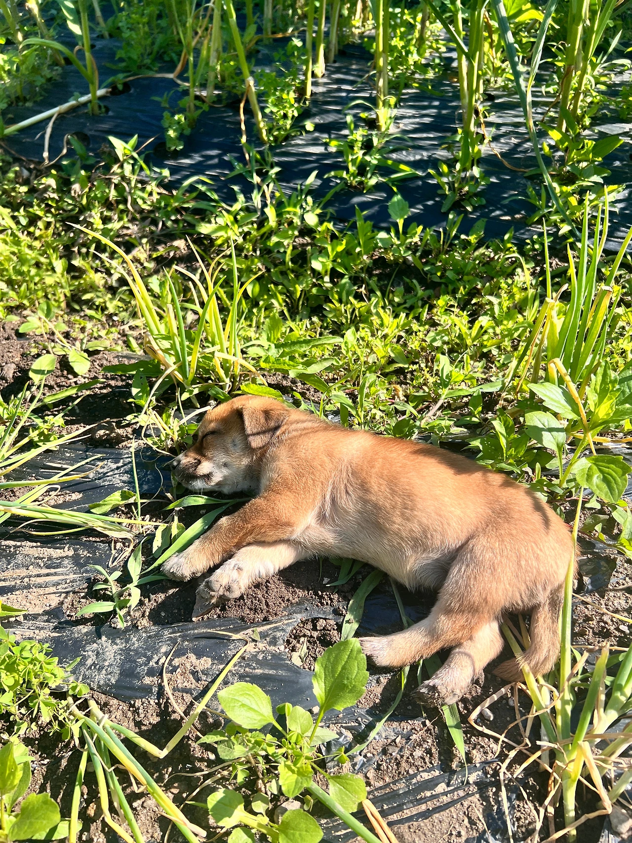 KakaoTalk_Photo_2025-06-30-16-47-52 009.jpeg