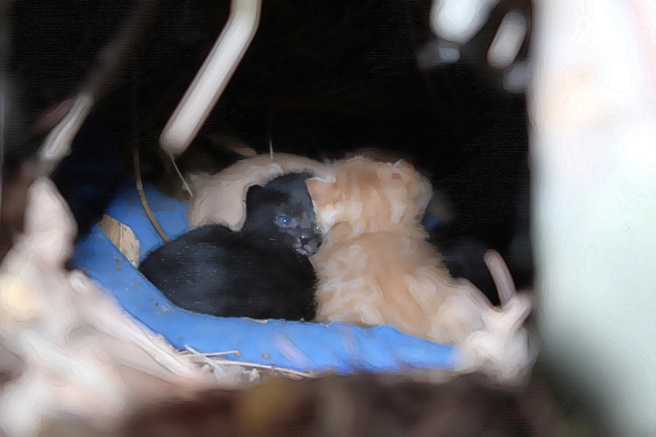 다운로드 (2).jpeg