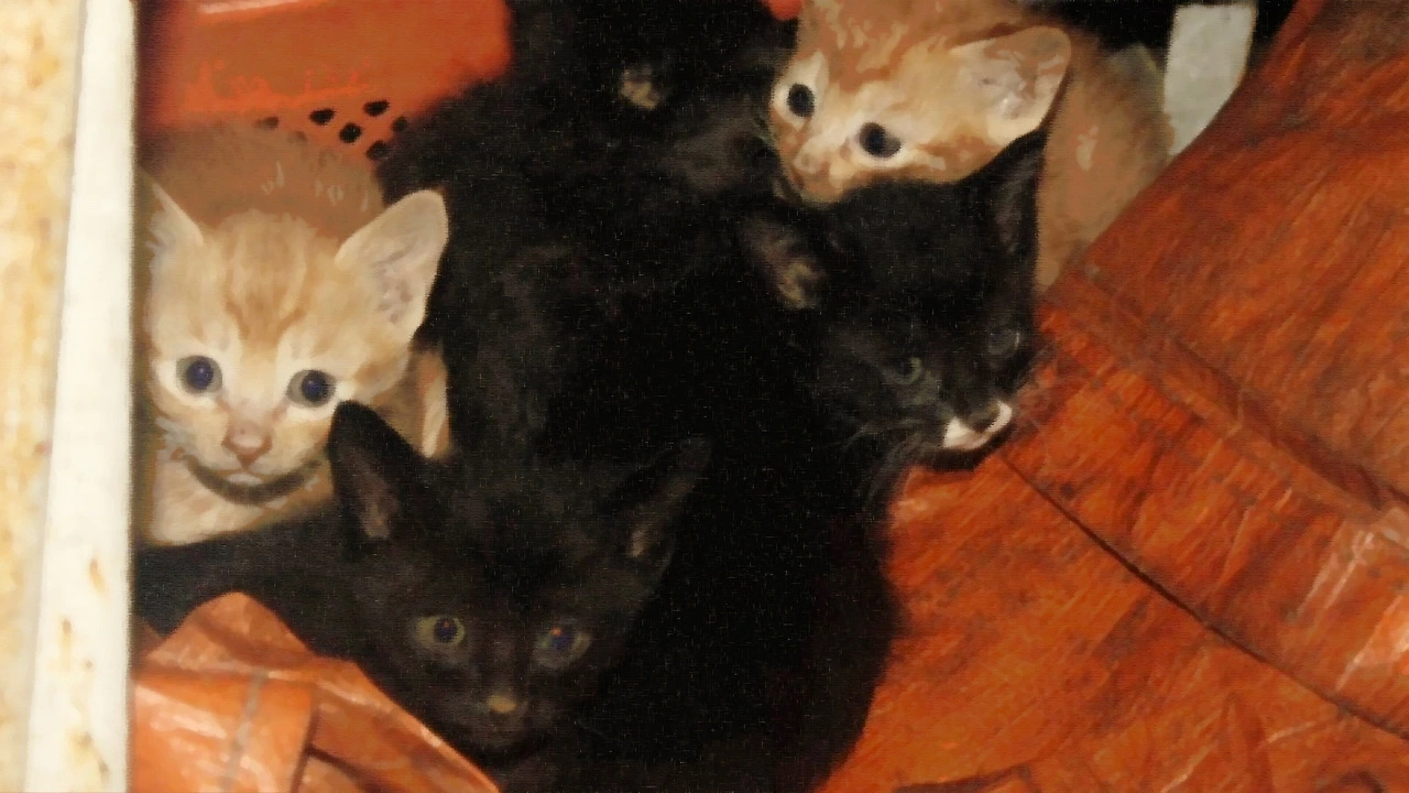 다운로드 (5).jpeg