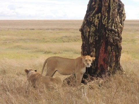 %B8%B6%C4%C9%C5%CD_%BC%AD%B4%EB%B1%D4_%BC%BC%B7%C0%B0%D4%C6%BC_2.jpg?type=w2