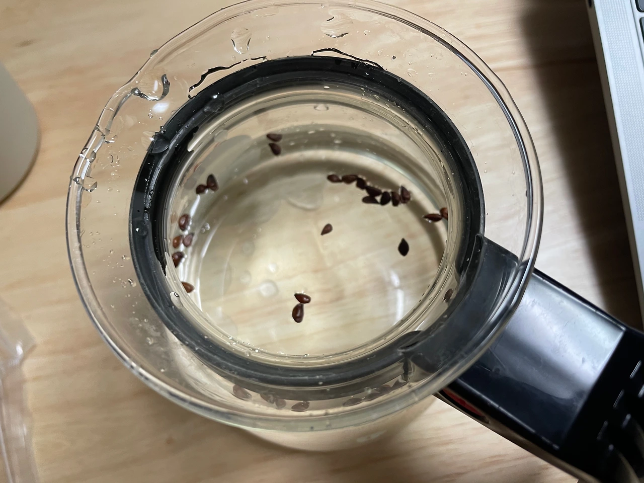 5 종자가 잘 자랄 수 있도록 종일 물에 담가뒀다.jpeg