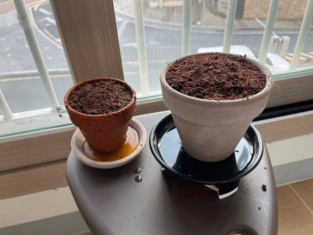 10 고흐와 테오를 담은 화분을 창가에 내놓았다.jpeg