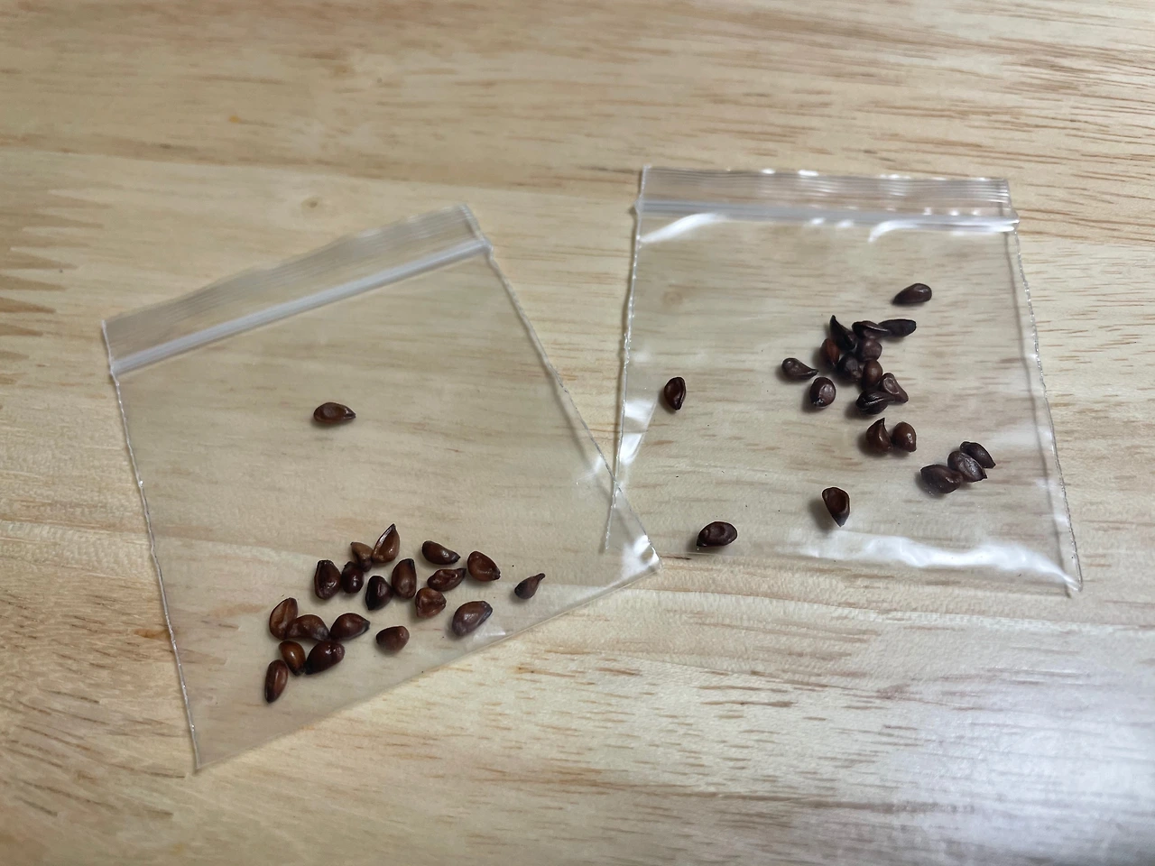 4 종자가 택배로 도착했다.jpeg