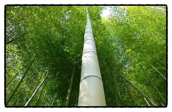 image_4560780101510087069207.jpg?type=w773