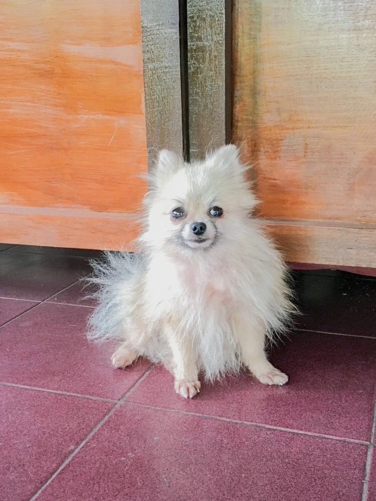 IMG_9316.JPG?type=w966