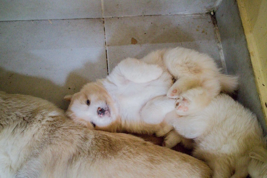 IMG_0008.JPG?type=w966