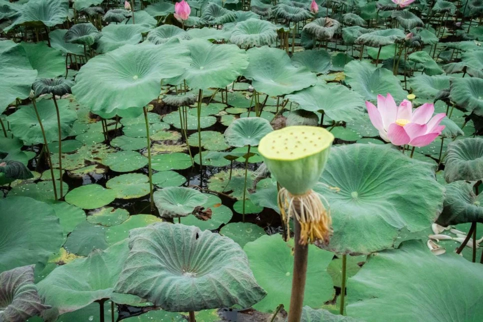 IMG_0011.JPG?type=w966