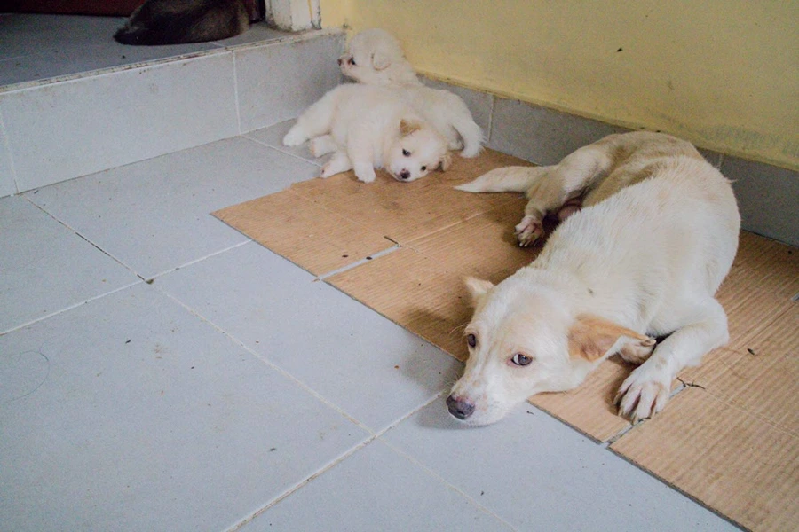 IMG_0006.JPG?type=w966