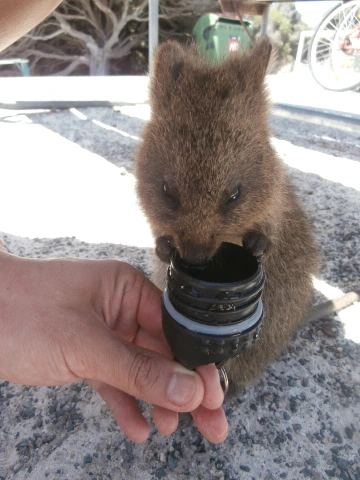 %C5%A9%B1%E2%BA%AF%C8%AF_PB110656.JPG?type=w1