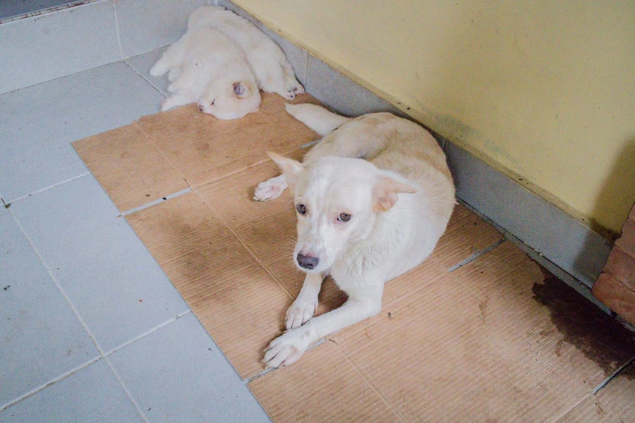 IMG_0005.JPG?type=w966