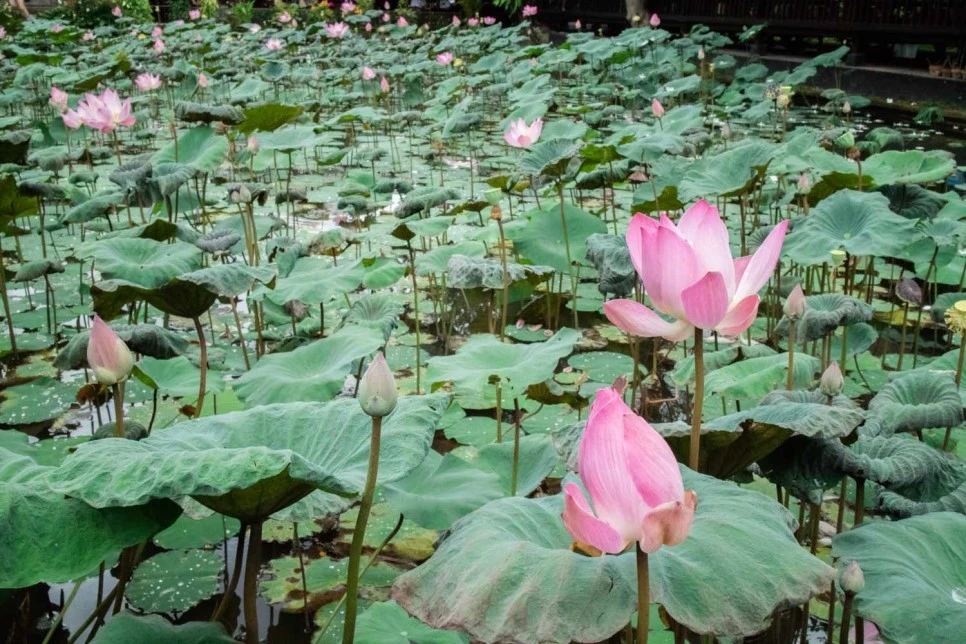 IMG_0017.JPG?type=w966