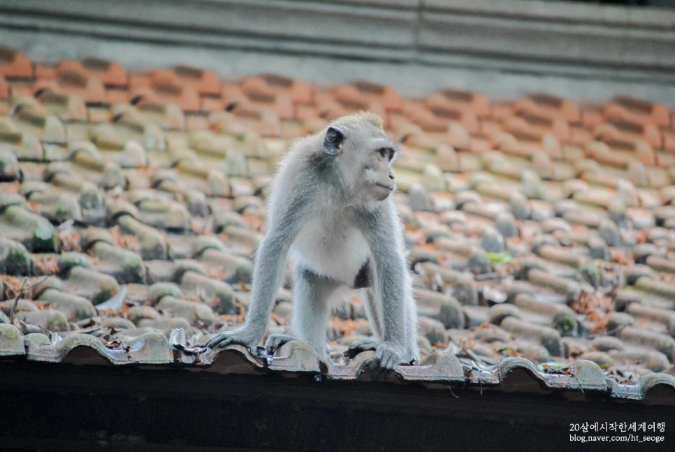 SE-3aacd8f2-2b83-4619-9409-4caf530ce17e.jpg?type=w966