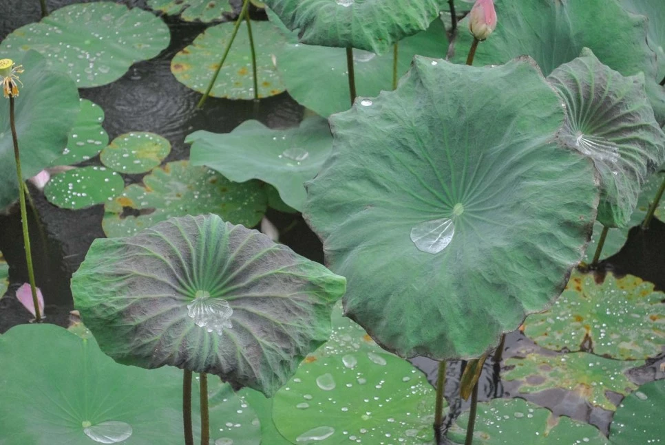 rDSC_0002.JPG?type=w966